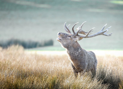 Le symbolisme du cerf Le symbolisme du cerf